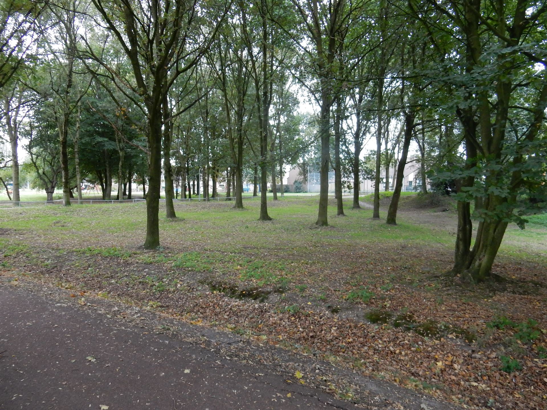Bomen Bomen