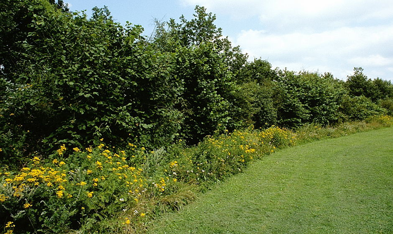 Randbeheer Randbeheer